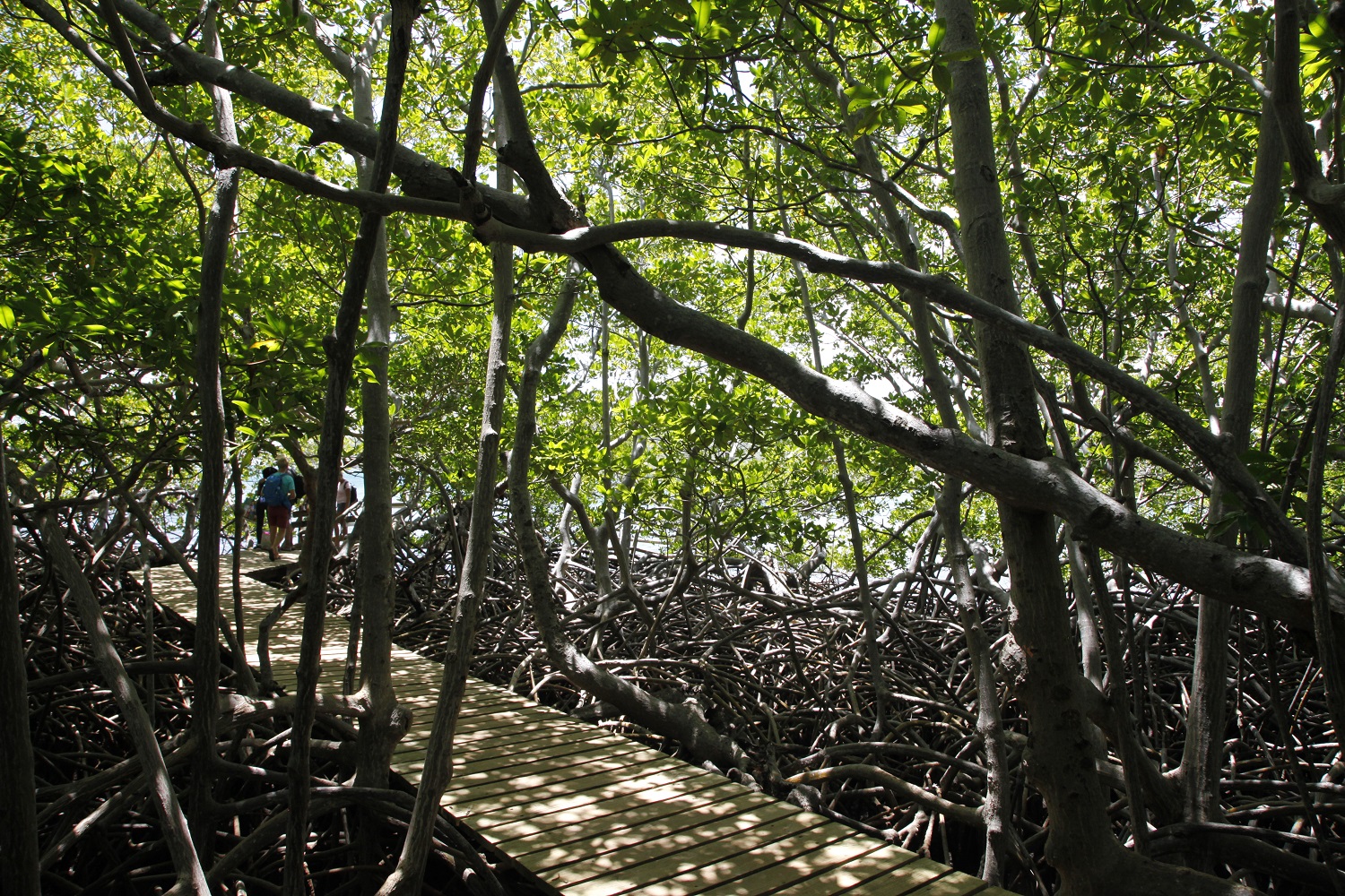Mangrove Ile de La Caravelle